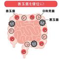 食事で免疫力UP｜腸と免疫の関係は？どんな栄養が免疫を助けるの？専門家が解説 |
