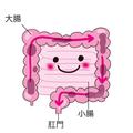 腸内環境を整えて、脱便秘！ 食べ物やストレッチ法などで冷え対策にも◎｜#おうちキレイ