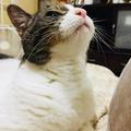 愛猫マイは私のお姉ちゃん。23年かけて紡がれた「猫と人間の姉妹愛」 | ビューティーガール