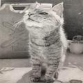 リアルな猫ちゃんはなんと鉛筆画。作者が語る、亡くなった愛猫への想い | ビューティーガ