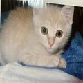 亡くなった猫が起こした奇跡。21年前にその捨て猫を救った小学生が見つかった！ | ビューテ