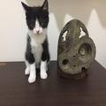 車から投げ捨てられた子猫を救いたい！衰弱していた「むー」の現在 | ビューティーガール