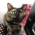 1匹のサビ猫と出会って保護猫カフェを開業。“猫助け”への思い | ビューティーガール