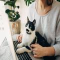 猫にとって、ずっと家にいる飼い主はストレスの元凶だった!?　 | ビューティーガール