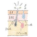 【2020最新】汗・ニオイ対策｜ワキのニオイの原因は？ ワキ汗や汗によるニオイの応急処置ア