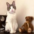 虐待され頭蓋骨にヒビが入った捨て猫。保護されて愛情たっぷりのニャン生に | ビューティ