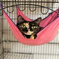 志高い獣医さんは“にゃんこにデレデレ”。サビ猫「らいむ」との出会いは突然 | ビューテ