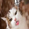 猫ちゃんの熱中症を防ぐには？エアコン設定から、水を飲んでもらうコツまで | ビューティ
