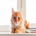 猫のお留守番は何日まで？旅に連れてっていい？獣医さんに聞く | ビューティーガール