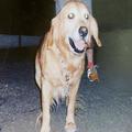 保護した白猫と白犬が親友に。つらい過去があった2匹の不思議な絆 | ビューティーガール
