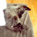 【今月のにゃんこ】長毛のミックス猫・ゆらちゃんの無防備な瞬間5選♡ | ライフスタイル最