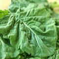 今すぐ取り入れたくなる！ 秘めたる力を持つパワフル野菜「ケール」のすべて |