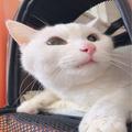愛する19歳シニア猫との尊い時間。「長寿表彰」をもらった白猫もも | ビューティーガール