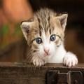 猫好きを装い、虐待するために引き取る「里親詐欺」。命を守る方法は？ | ビューティーガ