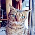 夫に裏切られ…絶望から救ってくれた、亡き愛猫・虎之助に教わったこと | ビューティーガ