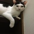 愛猫を病で亡くした4か月後、車のエンジンルームからそっくりな子猫が | ビューティーガー