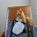 コロナ陽性になったら、大切なペットはどうしたらいいの？東京都福祉保健局に聞く | ビュ