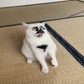 SNSで話題、”顔のクセが強すぎる猫”がかわい〜。模様が超ユニーク | ビューティーガール