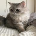 【今月のにゃんこ】ペルシャ・チンチラブルー・ココンちゃんの、くりくりおめめが可愛す