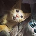 「1歳まで生きられない」と言われた猫・あるくが“奇跡の4歳”になるまで | ビューティーガ
