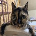 瀕死のサビ猫・ひまわりとの出会い「あと5分遅ければ道でそのまま…」 | ビューティーガー