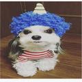 【今月のわんこ】チワワとマルチーズのミックス犬・太郎くんのコスプレ5選！ ハロウィンの