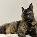 「富士の樹海に捨てる」と言われたサビ猫・海虎が、幸せな老猫になるまで | ビューティー