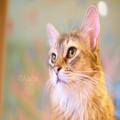 猫ちゃんをかわいく撮るコツ。フラッシュはオフでね／中学生動物写真家・藍沙 | ビューテ