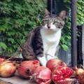 “手作りの義手”で猫らしい生活を。病気で右手の先端を失った豆蔵 | ビューティーガール