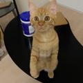 美猫すぎてまぶしい…散歩で出会った “珍しい柄の茶トラ猫” が家族になった | ビューティ