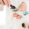 犬の『静電気』を抑える方法５選 -