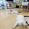 SNSでバズった看板猫ちゃんたち。「会いに来てニャ」 « ビューティーガール