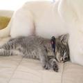 持病の激しい痛みを癒すのは、運命的に出会った2匹の猫ささみ＆せせり | ビューティーガー