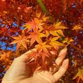 Premiumインフルエンサーズのインスタ拝見！ 折田楓さんが、大分県・由布市へ。金鱗湖の紅葉