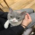 猫の難病FIPで旅立った、もずくくん。一緒に過ごせた2か月は宝物 | ビューティーガール
