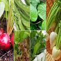 初心者が始めやすい「ベランダ菜園」おすすめ野菜５選 -