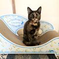 「簡単に死ねない」難病の飼い主に、サビ猫・ミィが“生きる希望”をくれた | ビューティ