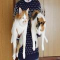 もしも猫が喋ったら…？アテレコ動画が最高。“中の人”に制作裏話を聞いてみた | ビュー