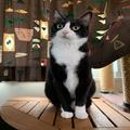 【今月のにゃんこ】ルウくんのビビり顔5連発！ おもしろ可愛い表情がクセになる | ライフス