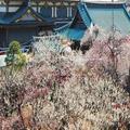 梅の花の見ごろはいつ？都内の梅まつり・梅の名所まとめ［2021年版］ -