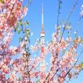 未来への「希望」を意味する花言葉を持つ花15選。夢に向かう人への贈り物にも最適 - ビュー