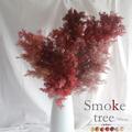 おうち時間が癒される♡今売れている「スモークツリー」とは？ -