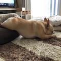 【今月のわんこ】フレンチブルドッグ・まつこの伸び～な瞬間5選 | ライフスタイル最新情報