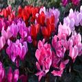 「別れ」を意味する花言葉の花12選。見た目とは裏腹な意味を持つ花を季節別にご紹介 - ビュ