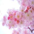 入園祝いに添える素敵なメッセージ集。おめでとうの気持ちを贈ろう◎ - ビューティーガー