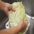 ［キャベツは洗う？洗わない？］長年の問題に終止符！「正しい洗い方」したら...衝撃！〇