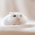 ハムスター界のアイドルを発見！どんな瞬間もかわいい、奇跡の写真連発 | ビューティーガ