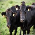 「4630万円事件」で話題の山口県阿武町 激レア牛肉を生み出すすごい町だった - ビューティー