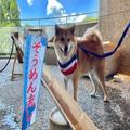 愛犬と楽しめる「流しそうめんイベント」も♡今週の注目スポット＆イベント5選 - ビューテ