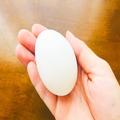 ギャル曽根もハマった“麻薬卵”が絶品すぎる 「これは無限」「50杯イケる」 - ビューティ